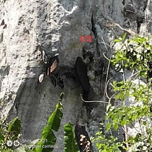 哀牢山的生態(tài)土蜂蜜 、百花蜜、山花蜜、小掛蜂蜜