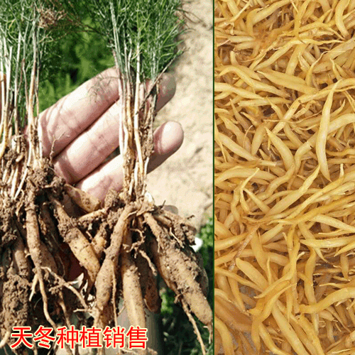 大天冬種植技術(shù)_麗江天冬高產(chǎn)_云南大天冬育苗