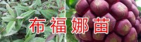 文山蘋(píng)果苗批發(fā)價(jià)格信息-香脆黃李苗/云南水果馴化苗