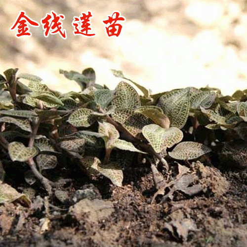 金線蓮種苗哪里有賣(mài)?_金線蓮苗批發(fā)_金線蓮種植周期