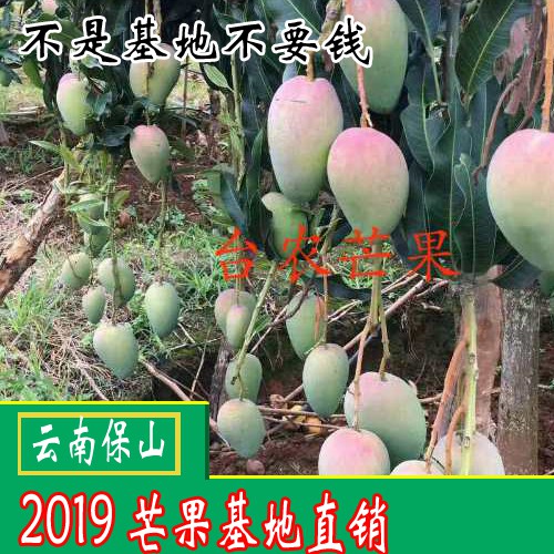 吃青芒果的好處？芒果怎么吃？