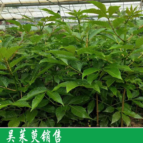 如今吳茱萸價格在幾個每斤?