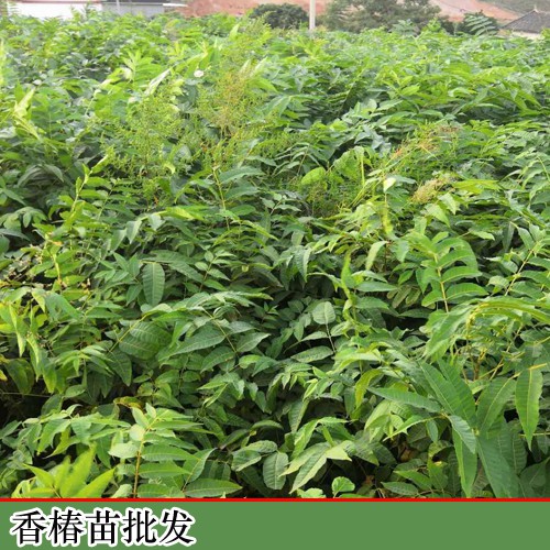 香椿的增產(chǎn)種植及擠壓成型工藝關(guān)鍵點