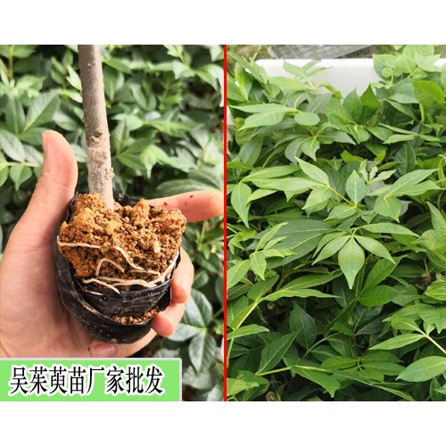 吳茱萸(茶辣)苗_中花吳茱萸苗_聯(lián)寶中花吳茱萸苗