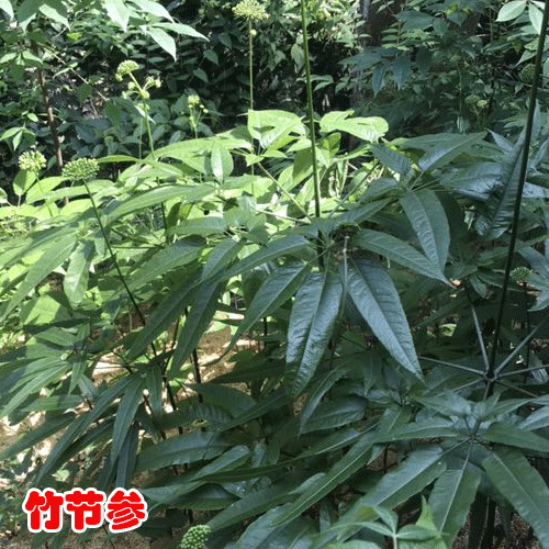 購買竹節(jié)參苗_出售竹節(jié)參種子_竹節(jié)參種苗價格