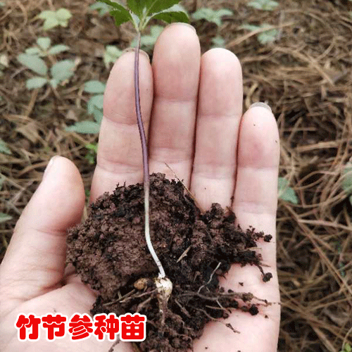 購買竹節(jié)參苗_竹節(jié)參苗供應(yīng)商