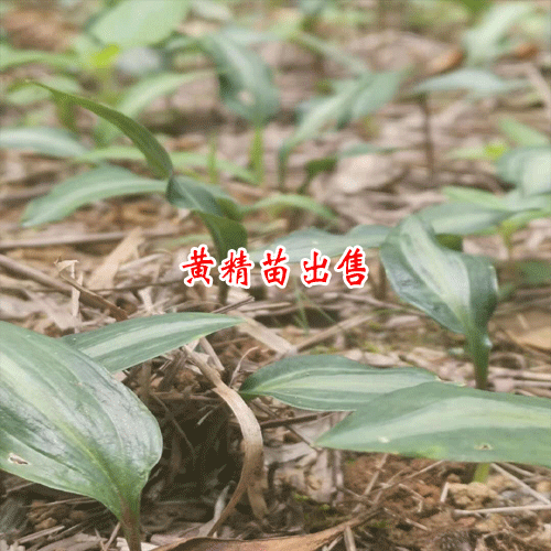 云南省哪兒栽種黃精多_黃精西疇栽種產業(yè)基地