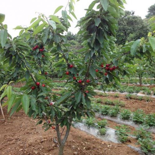 櫻桃樹苗哪里有？安寧果苗種植園