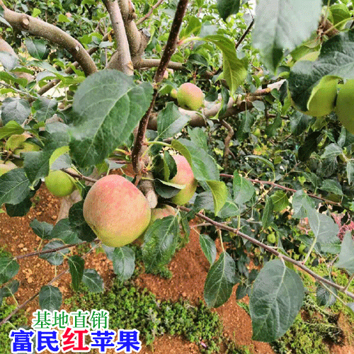 昆明蘋(píng)果多少錢(qián)一斤?_昆明水果市場(chǎng)價(jià)格表