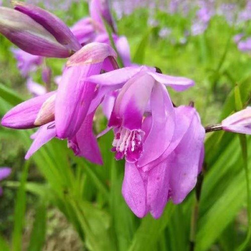 昭通重樓（獨角蓮）、白芨、金鐵鎖（獨丁子）、黨參、黃精