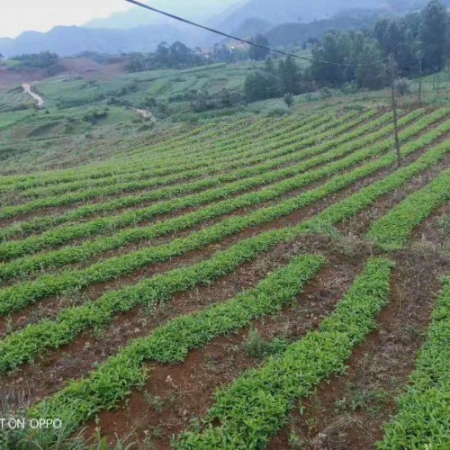 水半夏和旱半夏育苗、定植技術(shù)資料