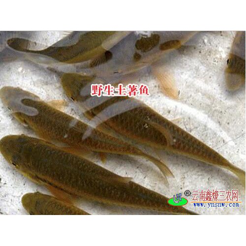 云南商品魚(yú)|文山魚(yú)苗養(yǎng)殖|土著魚(yú)養(yǎng)殖