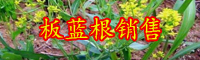 板藍(lán)根市場(chǎng)價(jià)格_2019-2020種植能賺錢(qián)嗎？