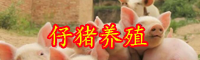 仔豬價(jià)格行情怎么樣？養(yǎng)殖技術(shù)有哪些？