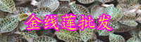 “藥王”金線蓮種植賺錢嗎？和銀線蓮有什么不同？