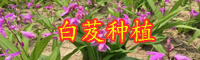 云南小白芨多少錢一斤？2020年種植前景如何？