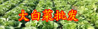 云南大白菜價(jià)格現(xiàn)低谷是怎么回事？現(xiàn)在多少錢一斤？