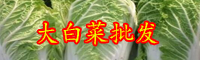 云南大白菜價(jià)格現(xiàn)低谷是受什么影響？新批發(fā)價(jià)格在多少錢(qián)一斤？