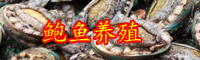 云南鮑魚(yú)賣(mài)出白菜價(jià)是啥情況？一只賣(mài)多少錢(qián)？