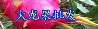 云南“長(zhǎng)壽果”火龍果一年開(kāi)幾次花？結(jié)幾次果？