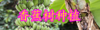 云南“草本植物”香蕉樹(shù)苗價(jià)格多少錢一棵？