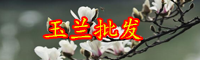 云南木蘭科紫玉蘭一般在什么季節(jié)開(kāi)花？