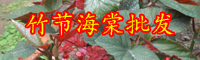 云南竹節(jié)海棠花苗價(jià)格多少錢(qián)一株？