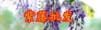 云南紫藤花通常幾月份開花？