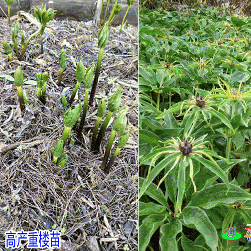 多芽重樓苗★云南矮桿重樓種苗基地★基地_種植技術(shù)