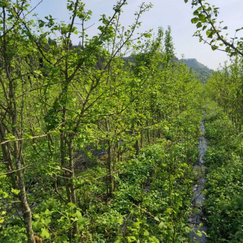 目前云南銀杏樹(shù)大概多少錢(qián)一棵？種植效益怎么樣？