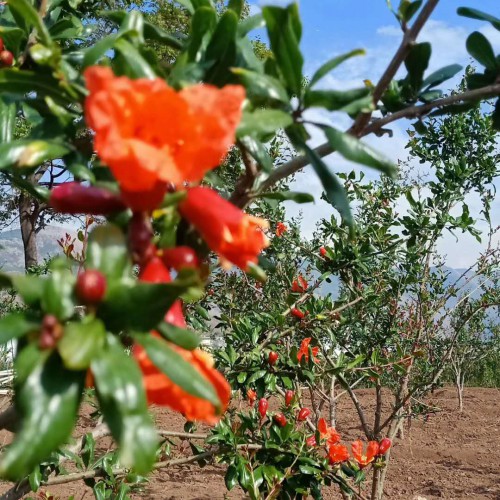 石榴(軟籽)種植經(jīng)濟較高的五大品種介紹！ 紅石榴、黃石榴