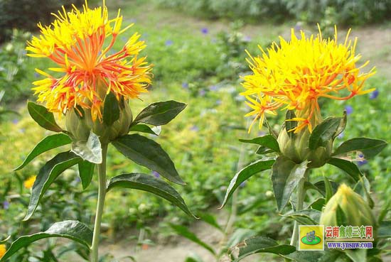 紅花栽培技術(shù)