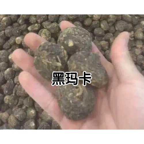 2020年黑瑪咖多少錢一斤？黑瑪咖種植前景