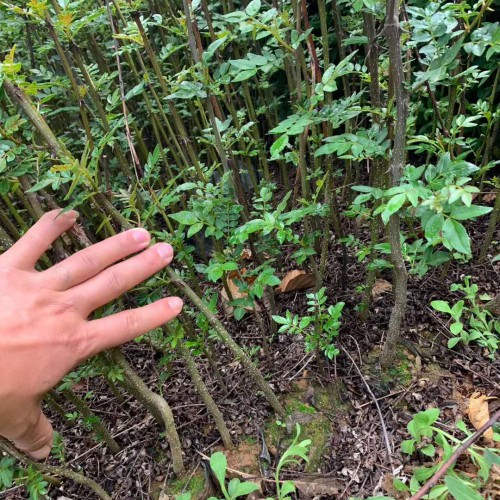 花椒種子發(fā)芽率如何提高？這三種方式能夠試一下！