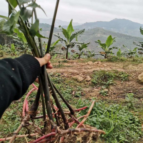 春砂仁價格多少錢一斤？種植前景如何？是哪里的特產(chǎn)？