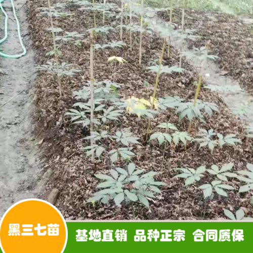 三七花和三七粉如今價(jià)錢多少錢一斤？可否用于泡水喝？