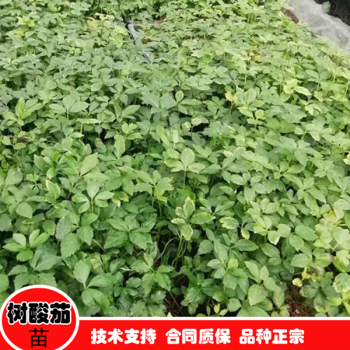 樹酸茄 樹酸茄種植技術(shù)  云南樹酸茄種植技術(shù)