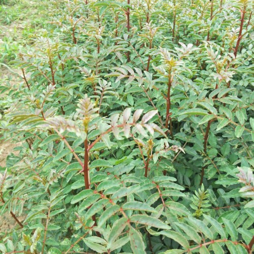 文山花椒苗多少錢(qián)一棵?適合文山地區(qū)種植花椒苗  一般一畝花椒苗栽多少棵?