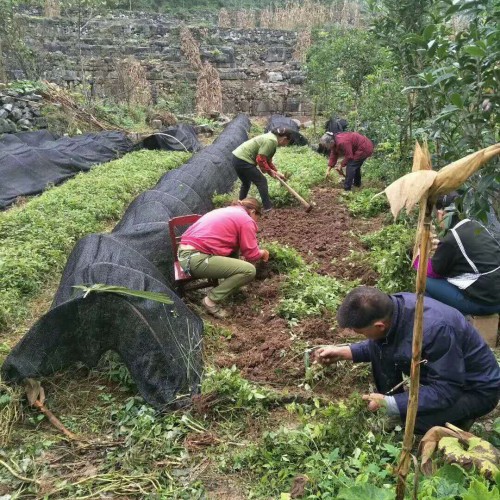 畢節(jié)三葉青種植_三葉青種植批發(fā)價格