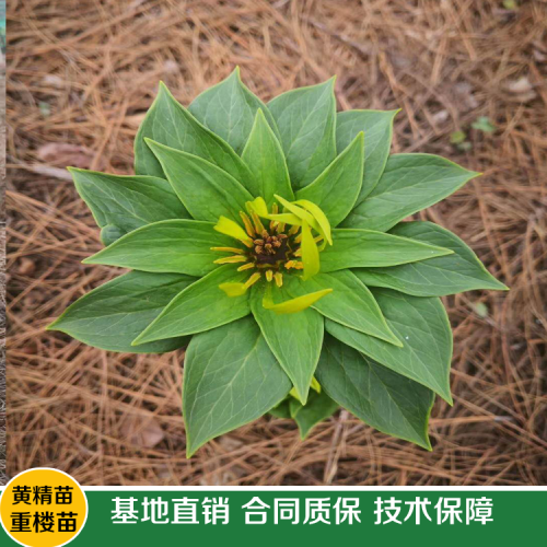 重樓畝產(chǎn)值有是多少?重樓種植成本費(fèi)及盈利剖析