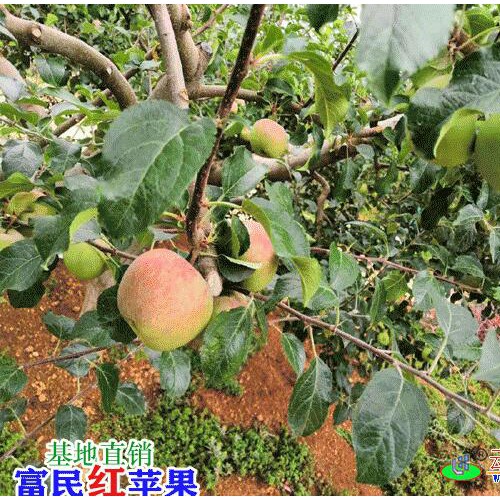 昆明蘋(píng)果多少錢(qián)一斤?_昆明水果市場(chǎng)價(jià)格表