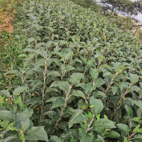 目前市面上的紅露蘋果多少錢一斤_種植前景好不好