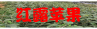 紅露蘋果種植成本價(jià)_紅露蘋果種植風(fēng)險(xiǎn)