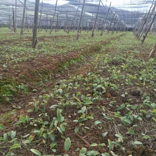 (不倒苗黃精，姜形多花黃精各個品種)育苗基地 白芨育苗基地