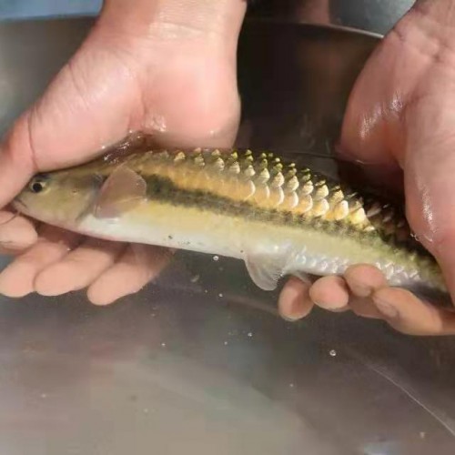 云南生態(tài)魚急售信息_低價(jià)生態(tài)魚批發(fā)廠家