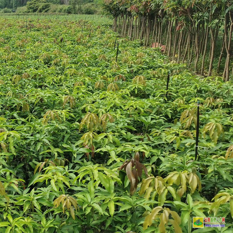 廣西芒果苗 云南芒果價(jià)格表 云南甜芒果苗