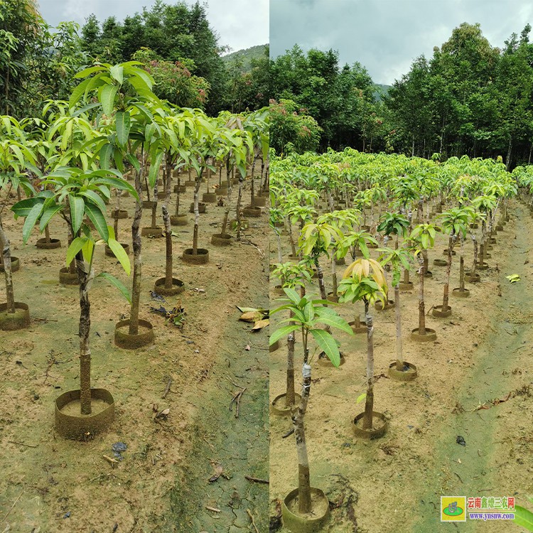 河南芒果苗 云南芒果水果批發(fā)市場(chǎng) 海南三亞芒果批發(fā)市場(chǎng)