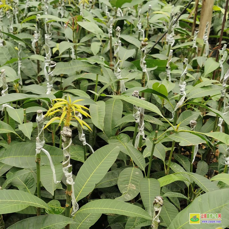 湖南芒果苗云南 云南芒果價格表 廣西百色芒果批發(fā)市場