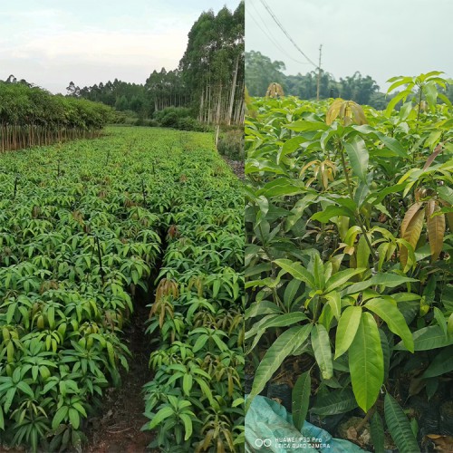 江西品種芒果苗 今日芒果批發(fā)價格 大芒果批發(fā)市場價格表