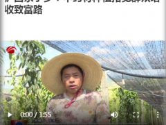 瀘西永寧鄉(xiāng)：中藥材種植拓寬群眾增收致富路